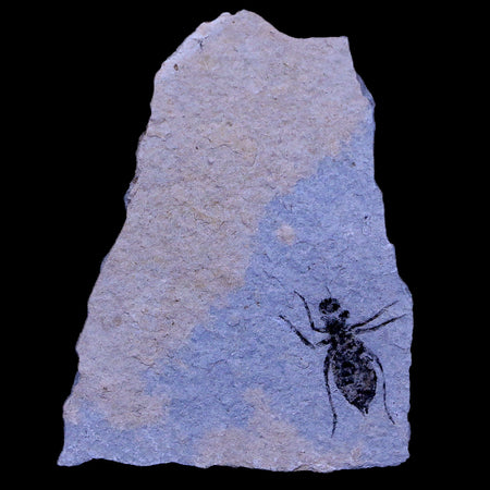 0.7" Dragonfly Larvae Fossil Libellula Doris Plate Upper Miocene Piemont Italy Display