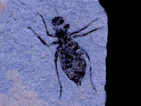 0.7" Dragonfly Larvae Fossil Libellula Doris Plate Upper Miocene Piemont Italy Display - Fossil Age Minerals