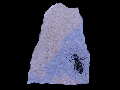 0.7" Dragonfly Larvae Fossil Libellula Doris Plate Upper Miocene Piemont Italy Display - Fossil Age Minerals