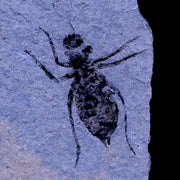 0.7" Dragonfly Larvae Fossil Libellula Doris Plate Upper Miocene Piemont Italy Display