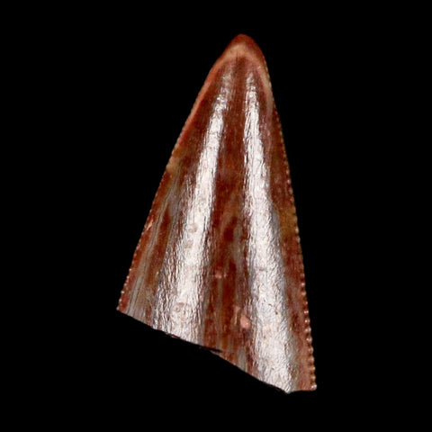 0.4" Postosuchus Rauisuchid Archosaur Fossil Tooth Redonda Formation NM COA Display