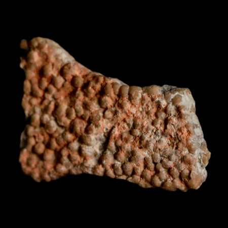 0.5" Megaloolithus Titanosaur Dinosaur Fossil Egg Shell Bouches Du Rhone France Display