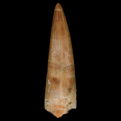 1.8" Plesiosaur Zarafasaura Tooth Fossil Cretaceous Dinosaur Era COA, Stand