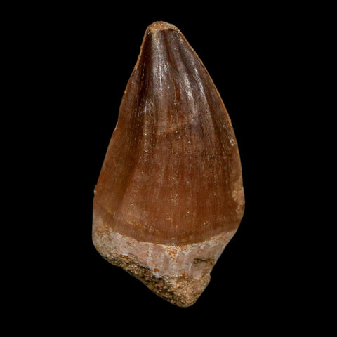 XL 2.3" Mosasaur Prognathodon Fossil Tooth Cretaceous Dinosaur Era COA Stand