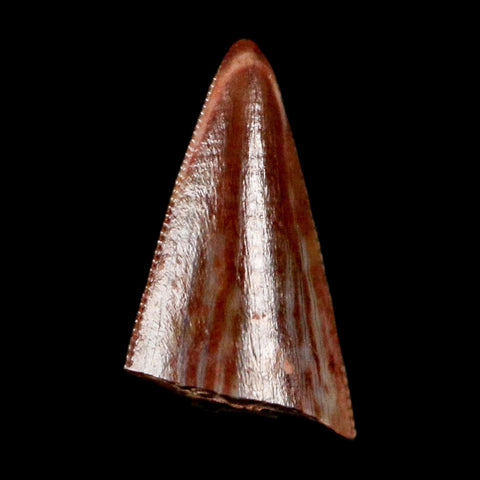 0.4" Postosuchus Rauisuchid Archosaur Fossil Tooth Redonda Formation NM COA Display