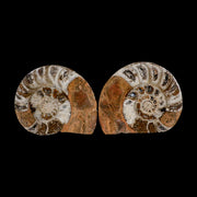 2.9" Goniatite Ammonite Fossil Polished, Cut Half's Erfoud Morocco Devonian Age COA