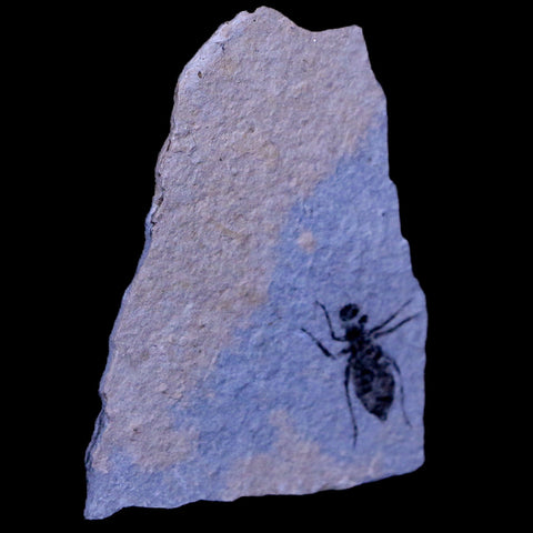 0.7" Dragonfly Larvae Fossil Libellula Doris Plate Upper Miocene Piemont Italy Display - Fossil Age Minerals