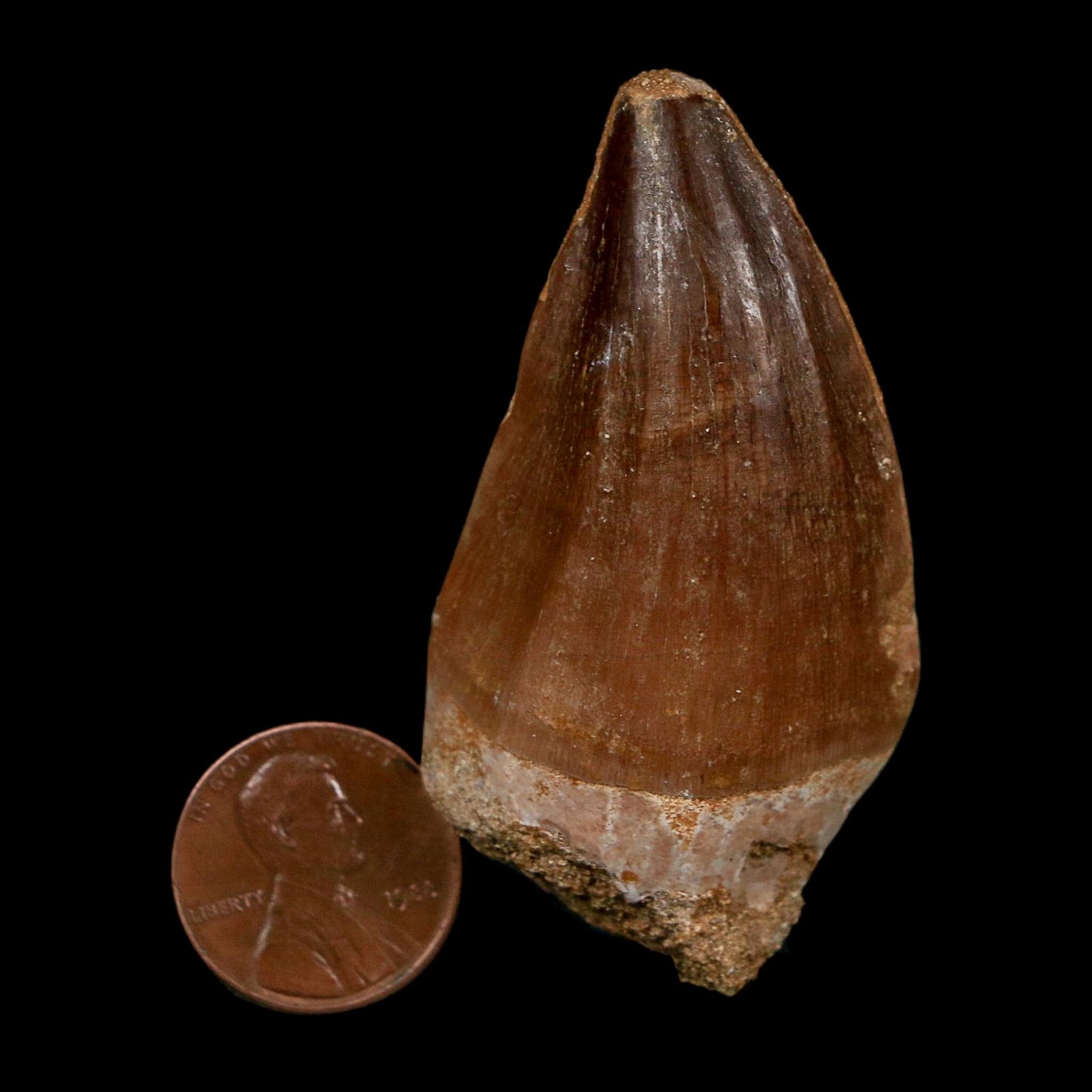 XL 2.3" Mosasaur Prognathodon Fossil Tooth Cretaceous Dinosaur Era COA Stand - Fossil Age Minerals