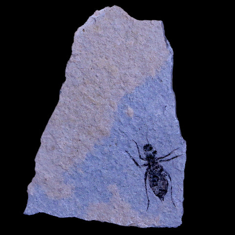 0.7" Dragonfly Larvae Fossil Libellula Doris Plate Upper Miocene Piemont Italy Display - Fossil Age Minerals
