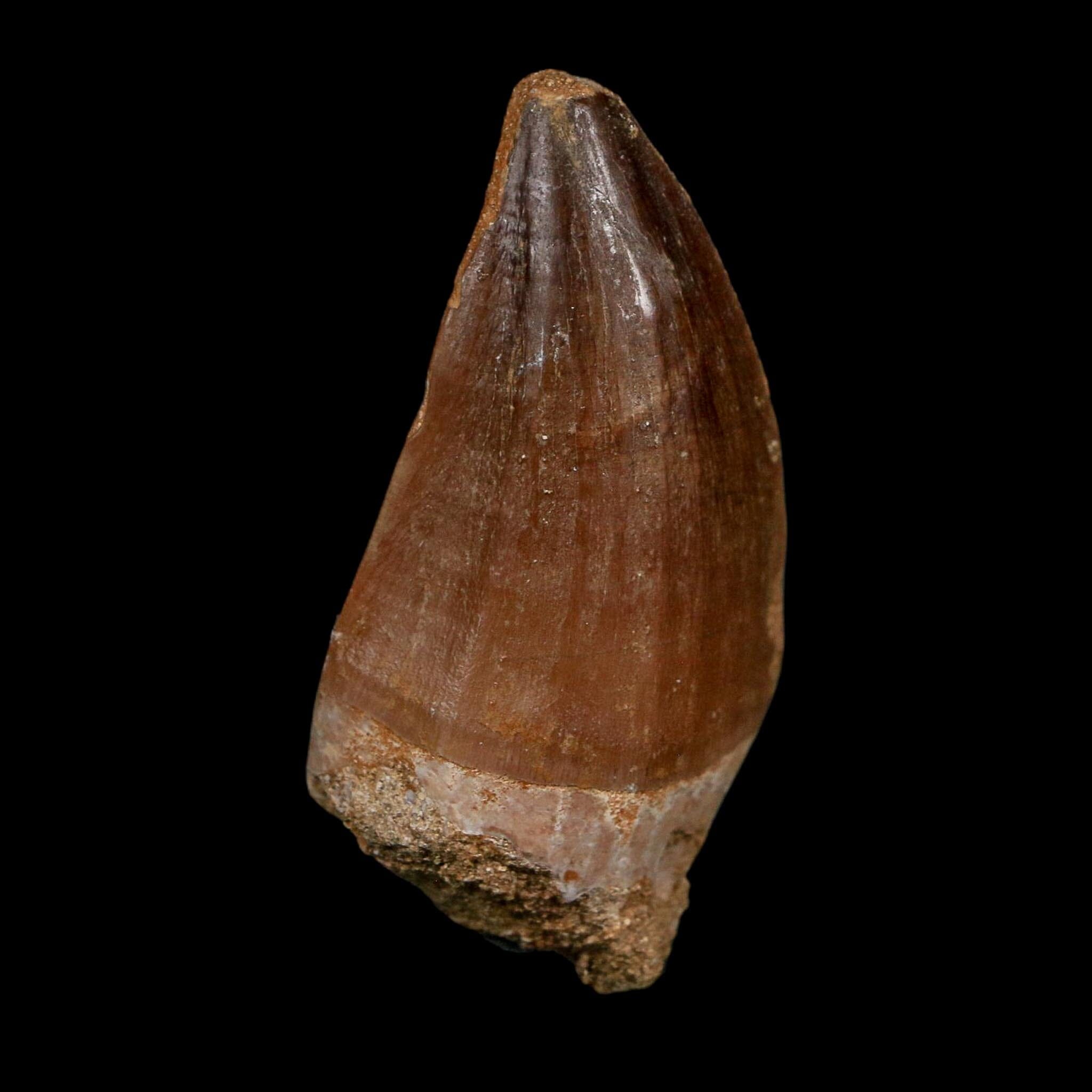 XL 2.3" Mosasaur Prognathodon Fossil Tooth Cretaceous Dinosaur Era COA Stand - Fossil Age Minerals