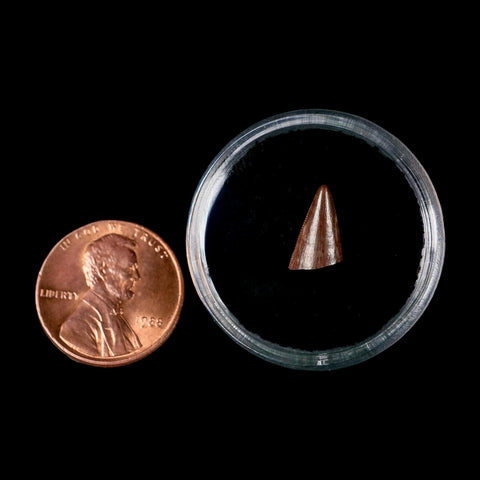 0.4" Postosuchus Rauisuchid Archosaur Fossil Tooth Redonda Formation NM COA Display