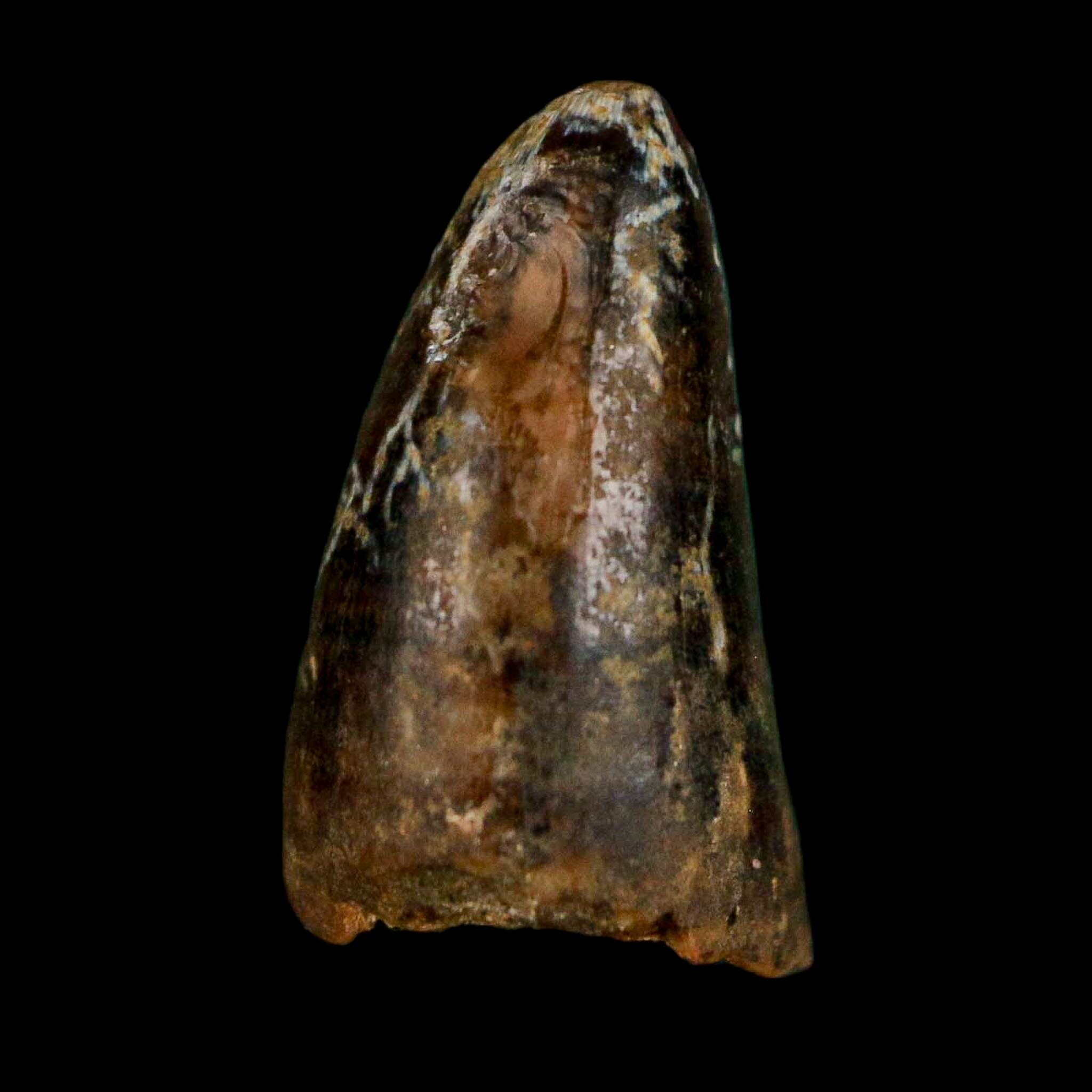 0.6 Crocodile Borealosuchus Fossil Tooth Judith River FM Montana COA Display - Fossil Age Minerals