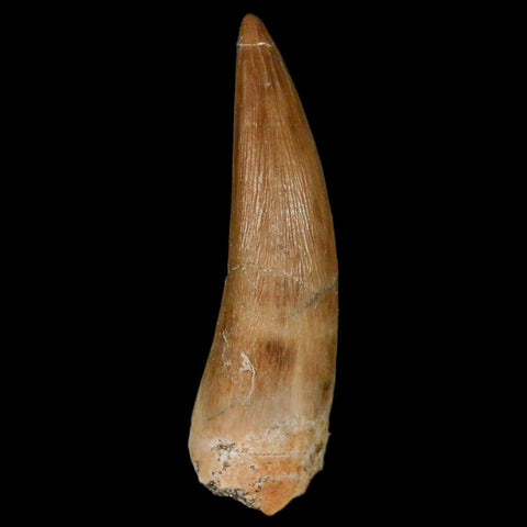 1.8" Plesiosaur Zarafasaura Tooth Fossil Cretaceous Dinosaur Era COA, Stand