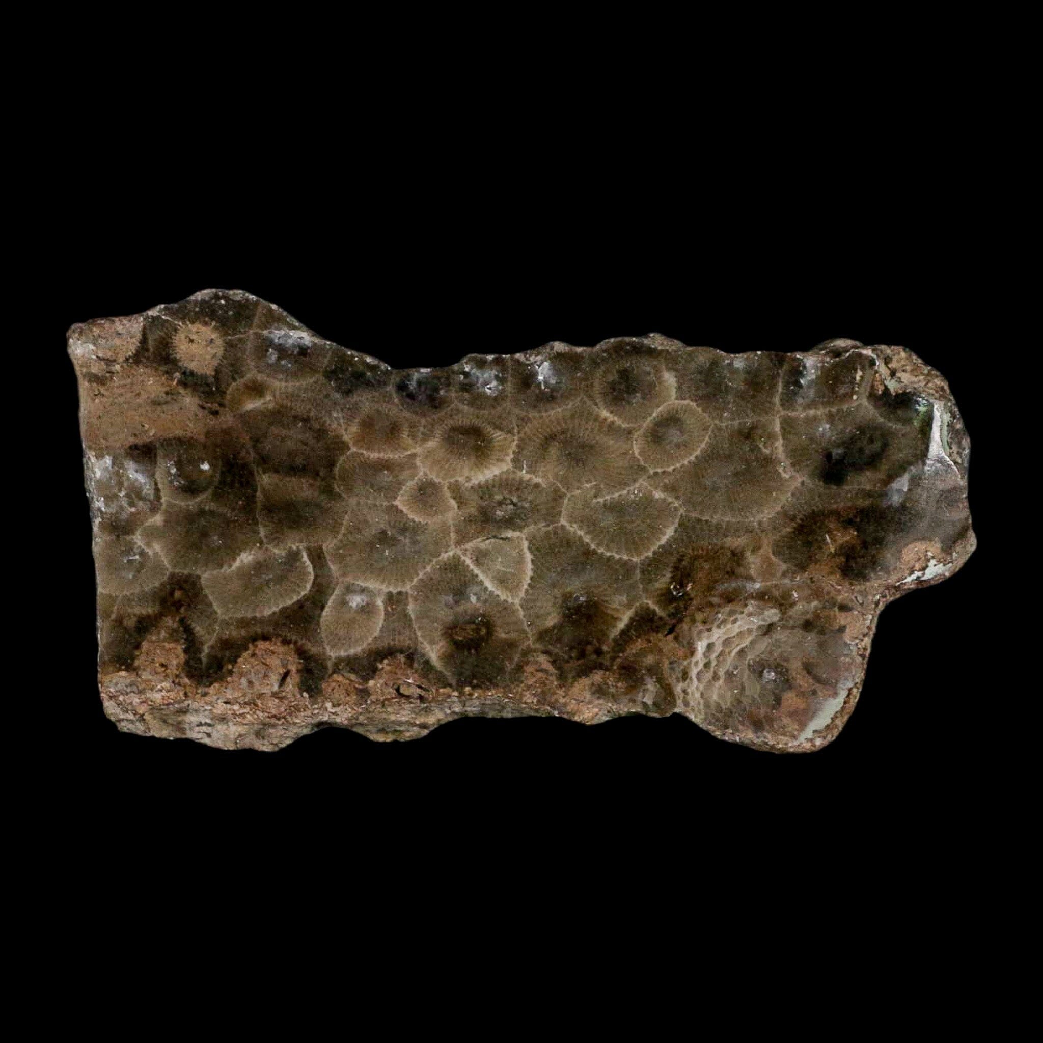 3.2" Polished Slab Petoskey Stone Hexagonaria Coral Fossil Devonian Age Michigan - Fossil Age Minerals
