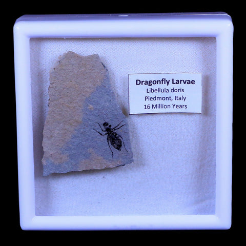 0.7" Dragonfly Larvae Fossil Libellula Doris Plate Upper Miocene Piemont Italy Display - Fossil Age Minerals