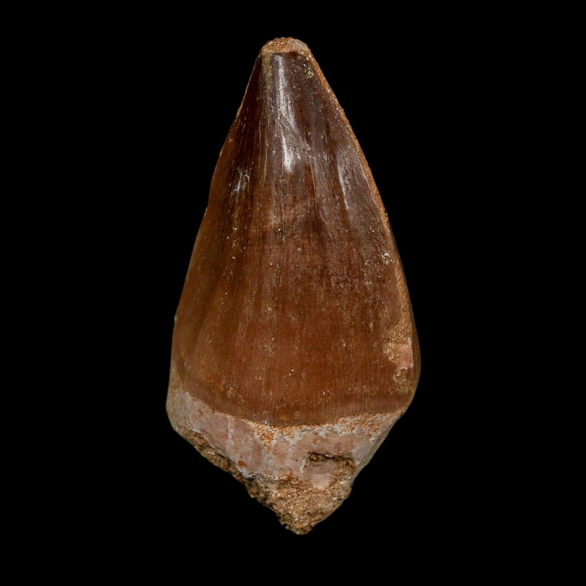 XL 2.3" Mosasaur Prognathodon Fossil Tooth Cretaceous Dinosaur Era COA Stand - Fossil Age Minerals