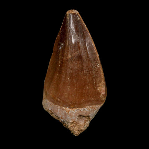 XL 2.3" Mosasaur Prognathodon Fossil Tooth Cretaceous Dinosaur Era COA Stand