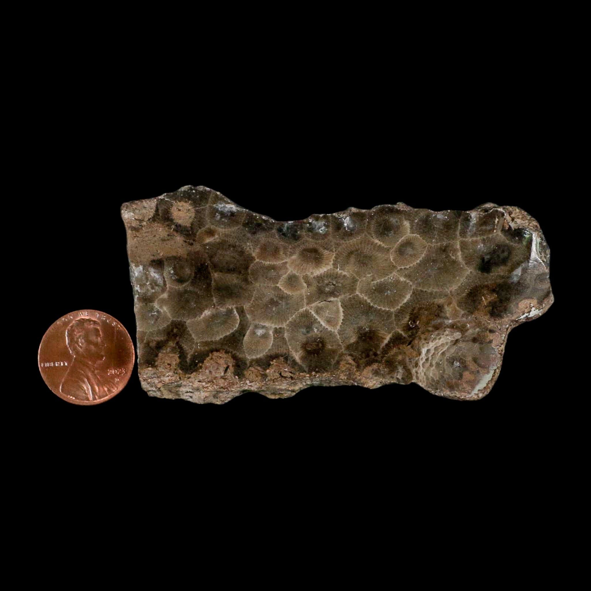 3.2" Polished Slab Petoskey Stone Hexagonaria Coral Fossil Devonian Age Michigan - Fossil Age Minerals