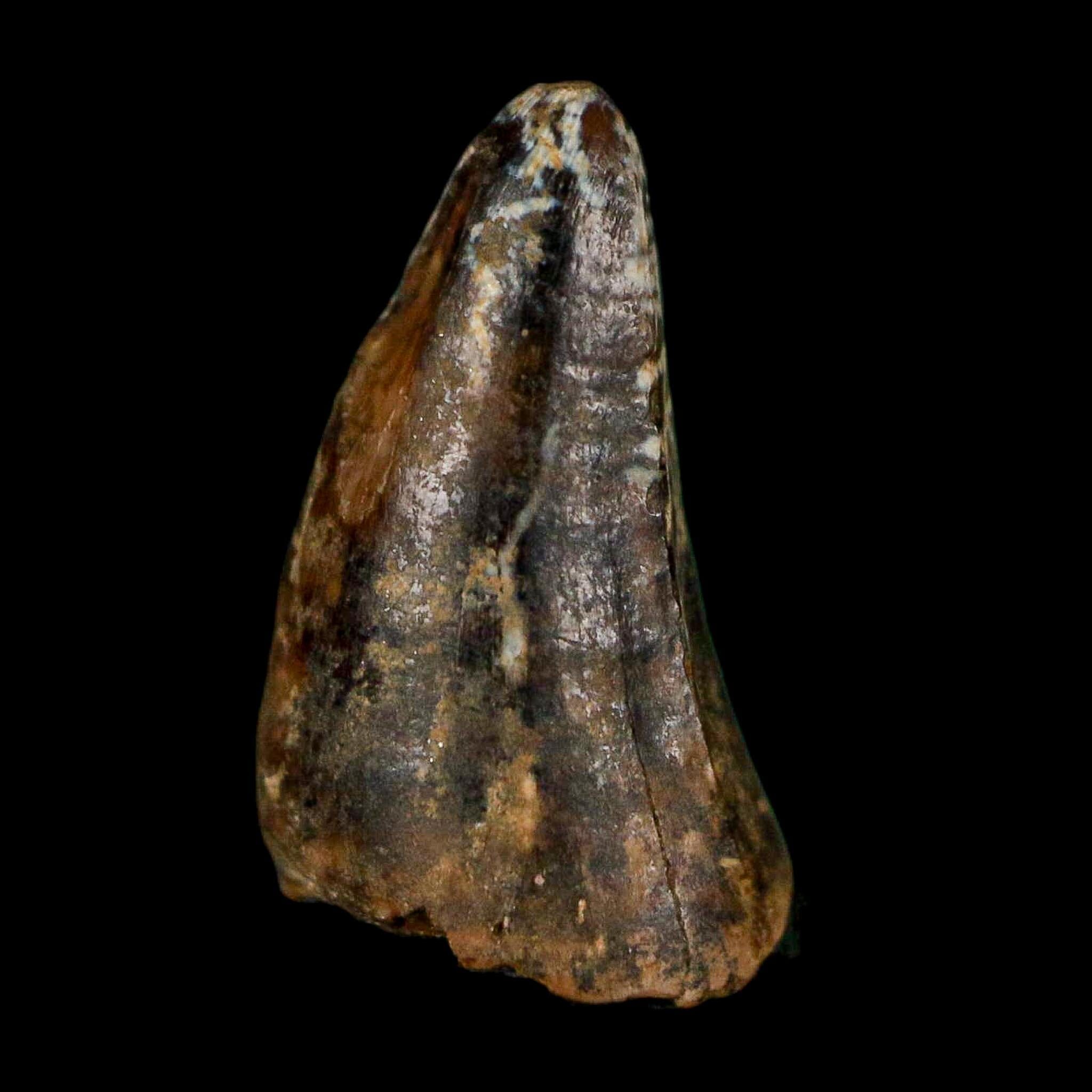 0.6 Crocodile Borealosuchus Fossil Tooth Judith River FM Montana COA Display - Fossil Age Minerals