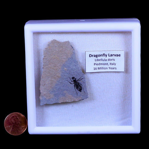 0.7" Dragonfly Larvae Fossil Libellula Doris Plate Upper Miocene Piemont Italy Display - Fossil Age Minerals