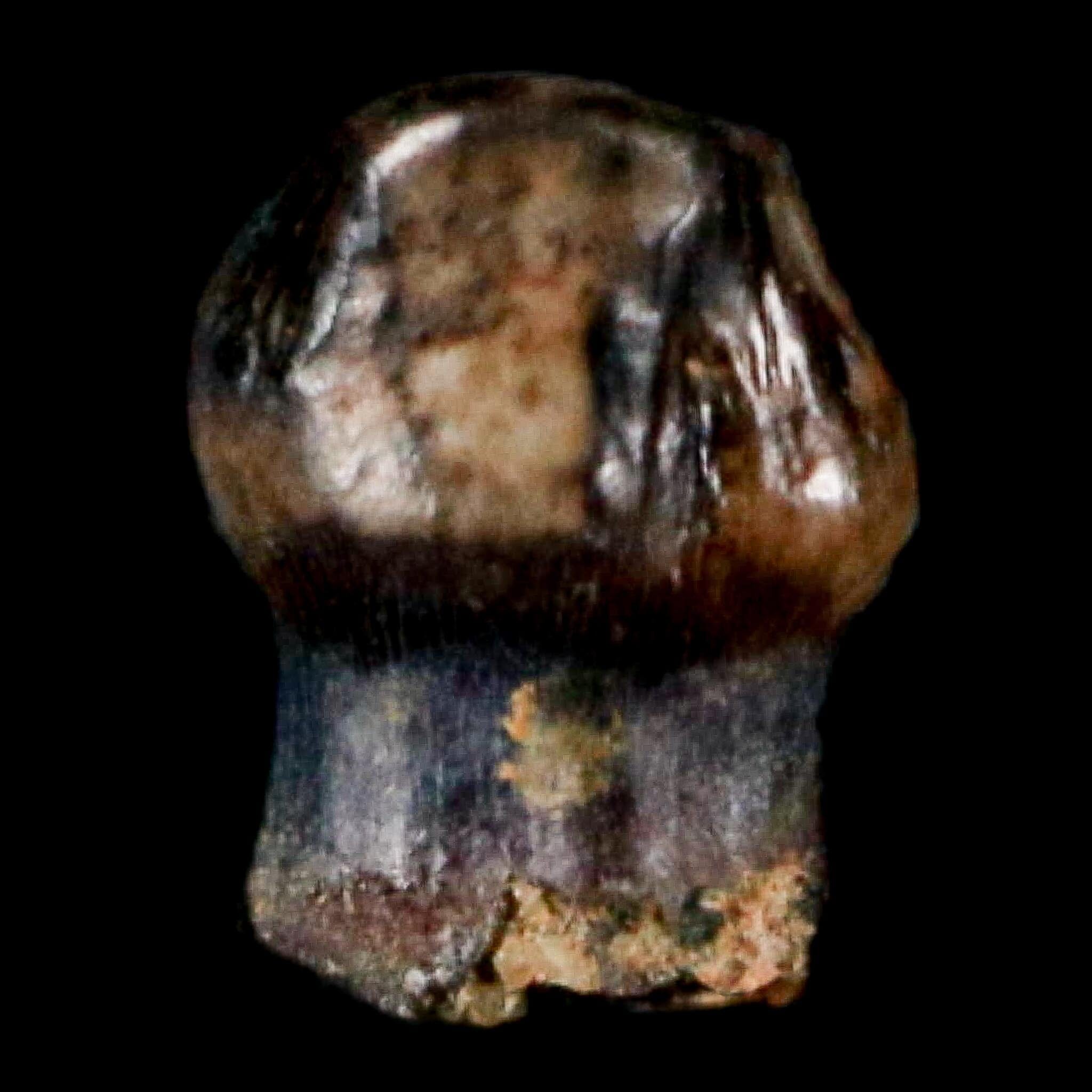 0.3" Pachycephalosaurus Dinosaur Fossil Tooth Judith River FM Montana COA Display - Fossil Age Minerals