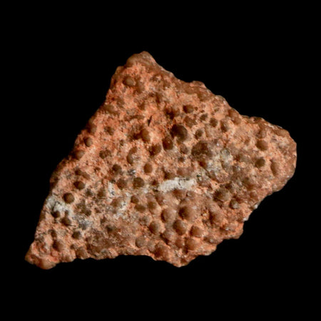 0.4" Megaloolithus Titanosaur Dinosaur Fossil Egg Shell Bouches Du Rhone France Display