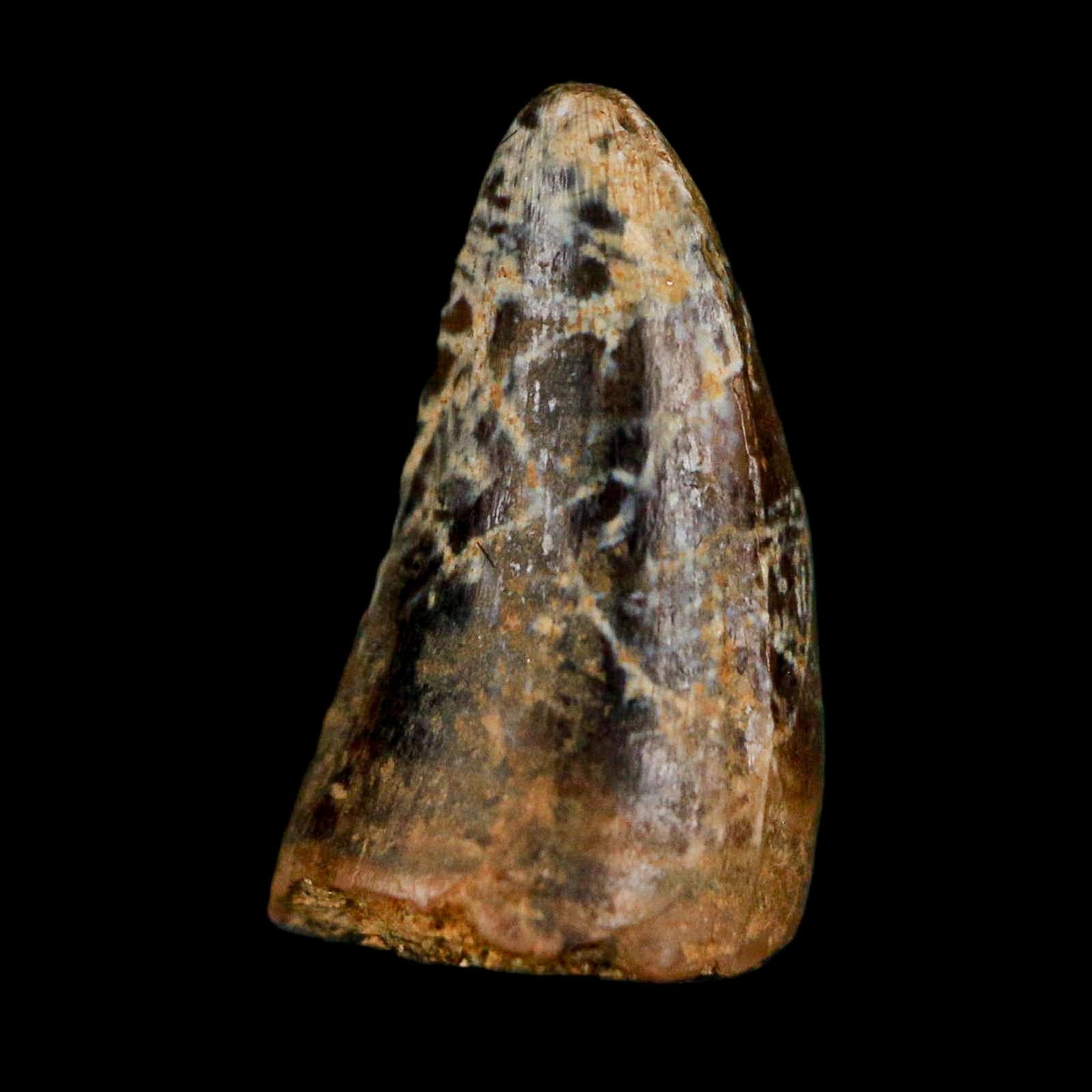 0.6 Crocodile Borealosuchus Fossil Tooth Judith River FM Montana COA Display - Fossil Age Minerals