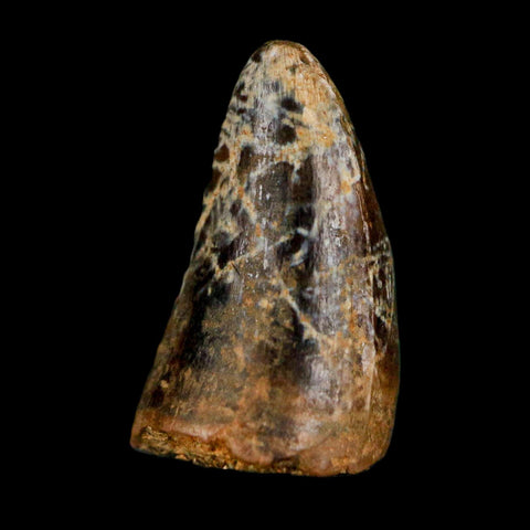 0.6 Crocodile Borealosuchus Fossil Tooth Judith River FM Montana COA Display - Fossil Age Minerals