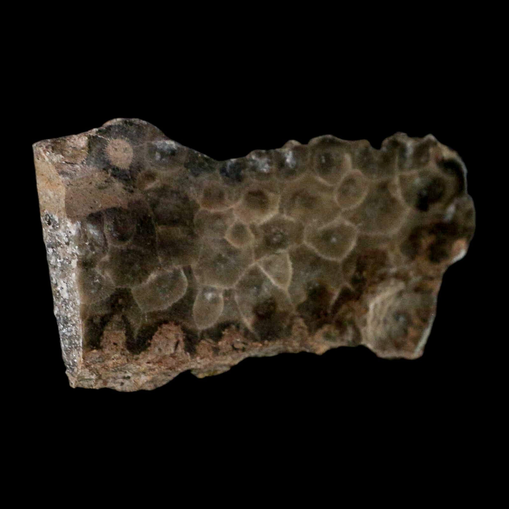 3.2" Polished Slab Petoskey Stone Hexagonaria Coral Fossil Devonian Age Michigan - Fossil Age Minerals