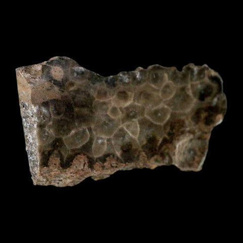 3.2" Polished Slab Petoskey Stone Hexagonaria Coral Fossil Devonian Age Michigan - Fossil Age Minerals