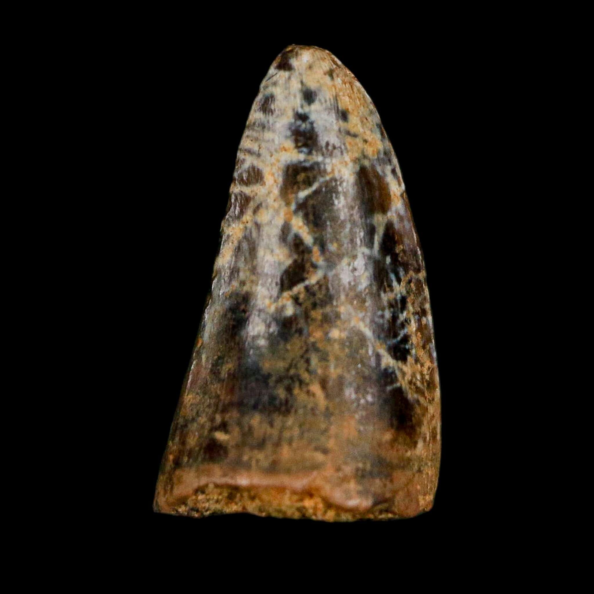0.6 Crocodile Borealosuchus Fossil Tooth Judith River FM Montana COA Display - Fossil Age Minerals