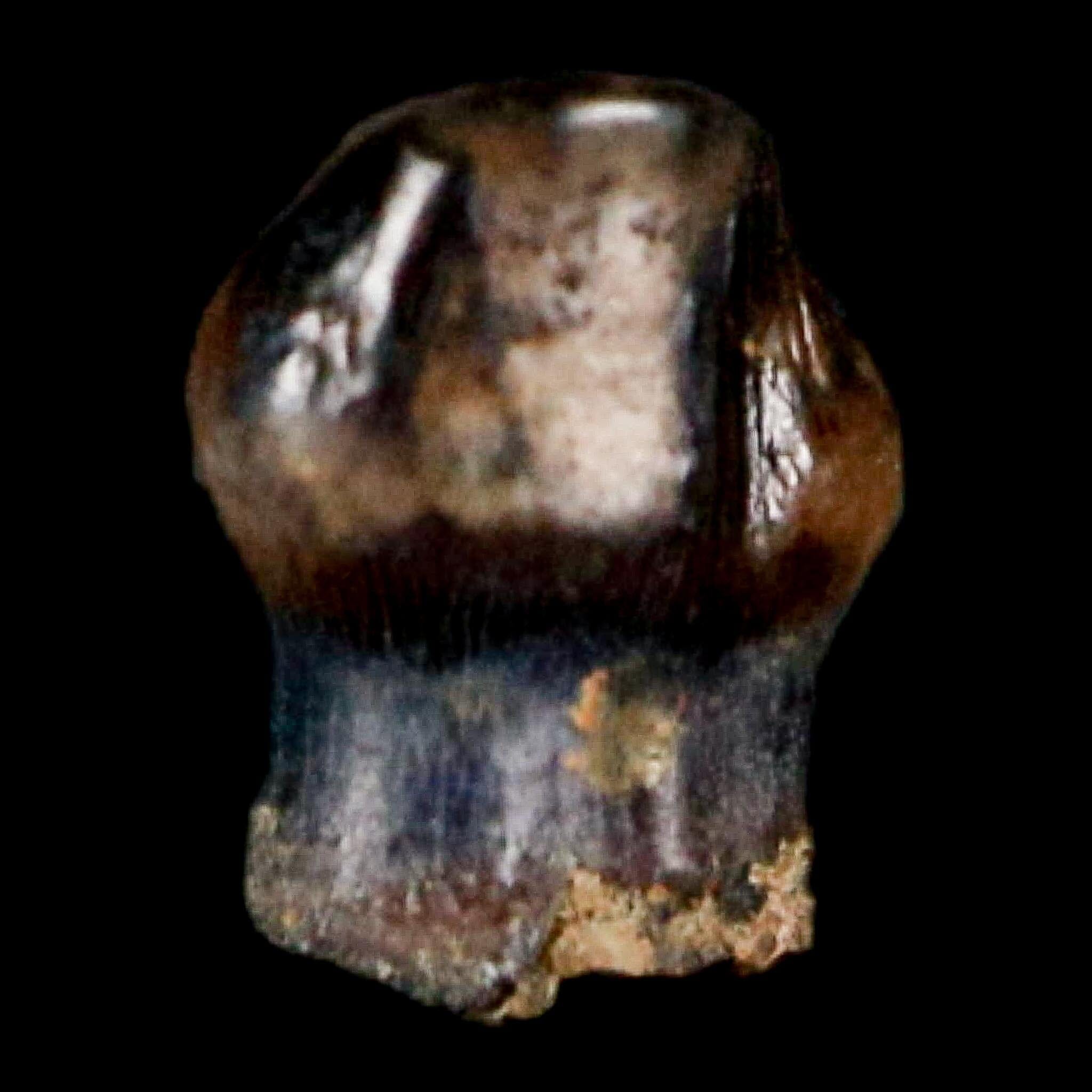 0.3" Pachycephalosaurus Dinosaur Fossil Tooth Judith River FM Montana COA Display - Fossil Age Minerals