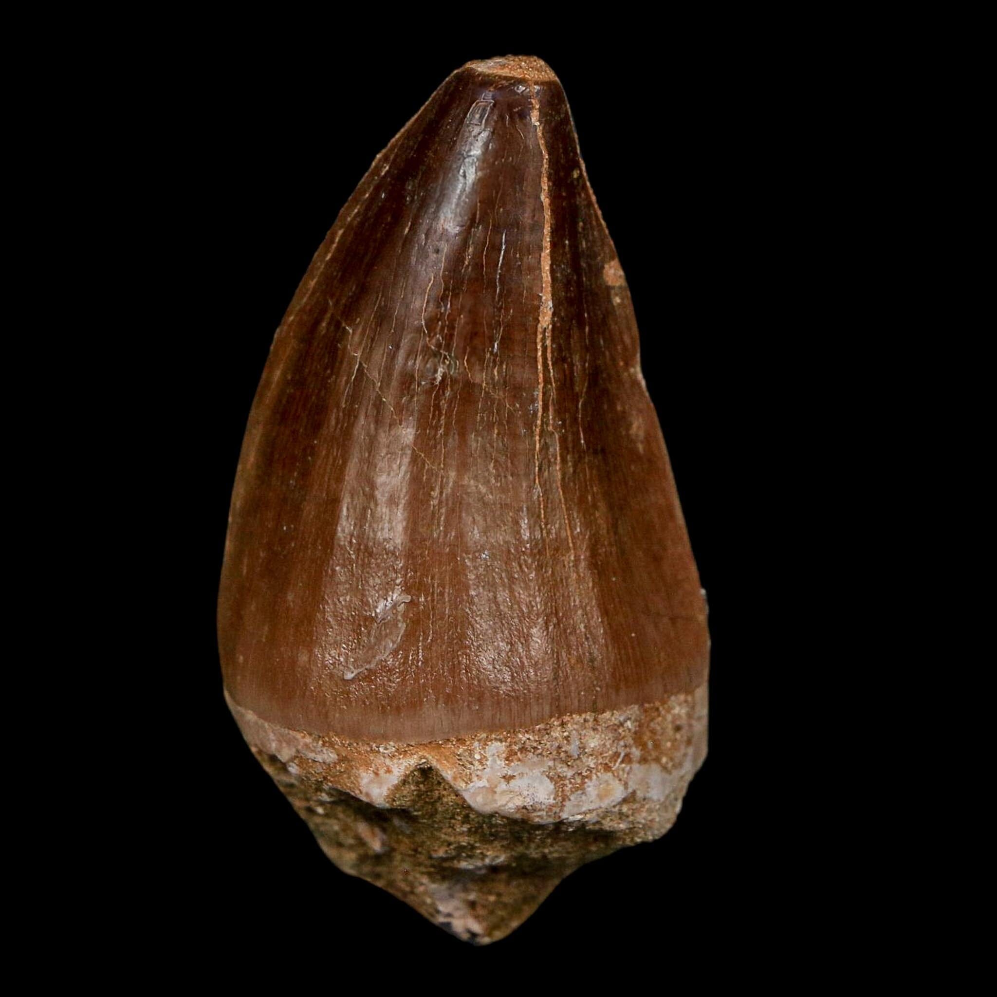 XL 2.3" Mosasaur Prognathodon Fossil Tooth Cretaceous Dinosaur Era COA Stand - Fossil Age Minerals