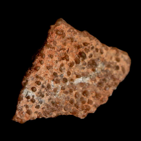 0.4" Megaloolithus Titanosaur Dinosaur Fossil Egg Shell Bouches Du Rhone France Display