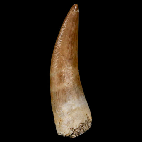 1.8" Plesiosaur Zarafasaura Tooth Fossil Cretaceous Dinosaur Era COA, Stand