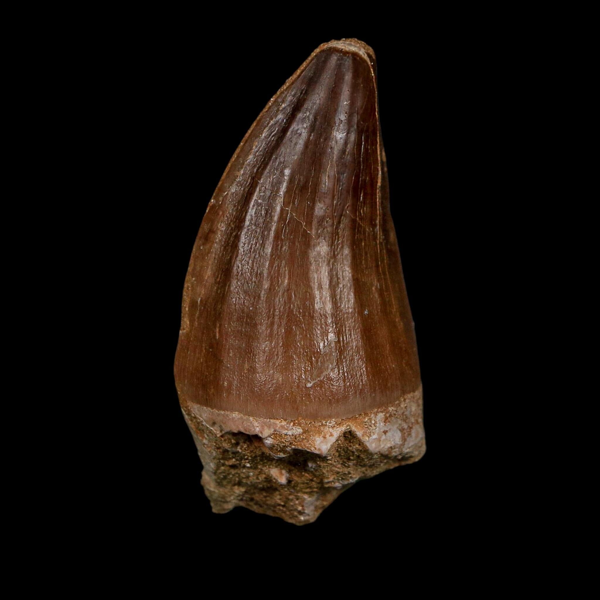 XL 2.3" Mosasaur Prognathodon Fossil Tooth Cretaceous Dinosaur Era COA Stand - Fossil Age Minerals