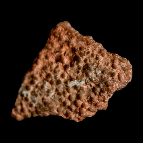 0.4" Megaloolithus Titanosaur Dinosaur Fossil Egg Shell Bouches Du Rhone France Display