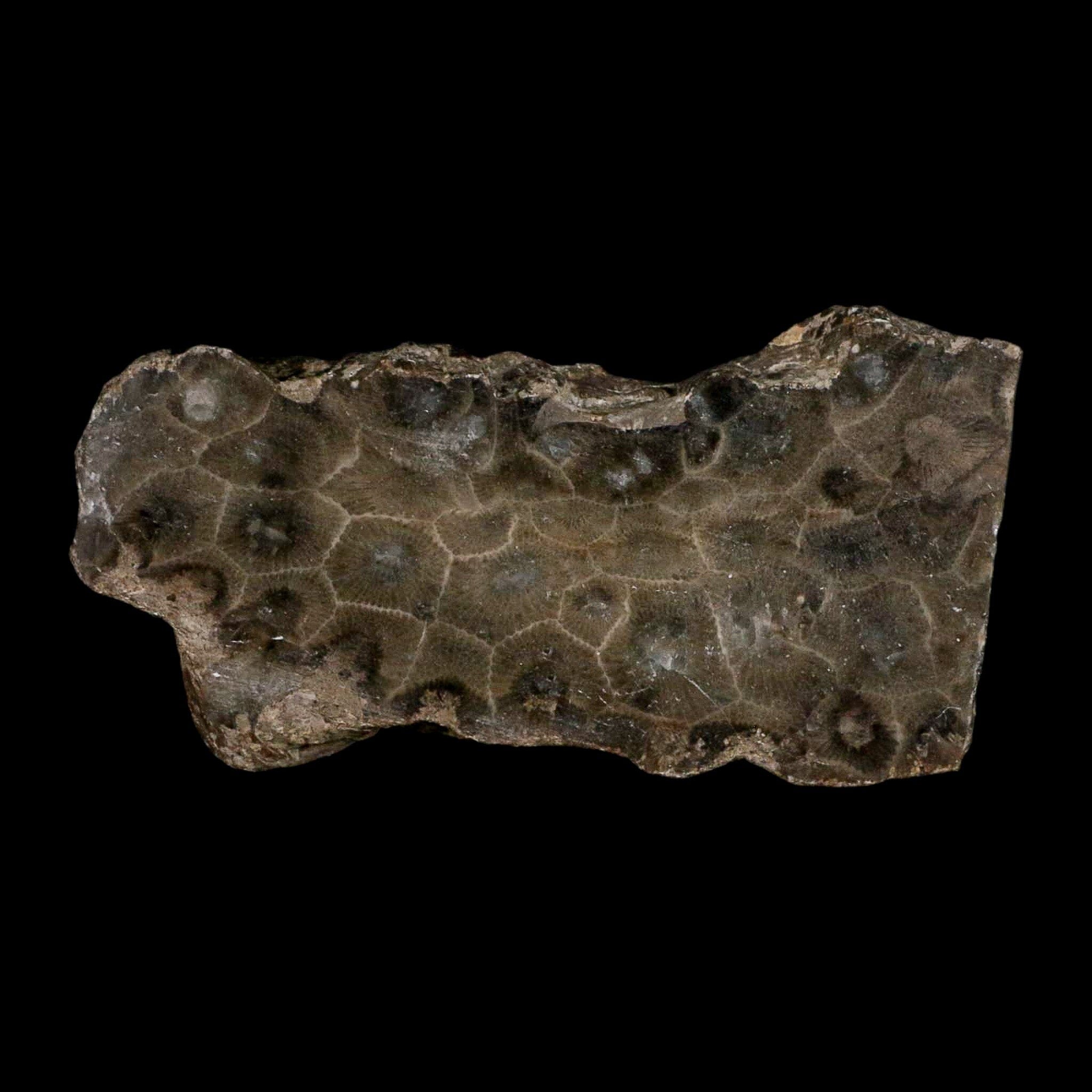 3.2" Polished Slab Petoskey Stone Hexagonaria Coral Fossil Devonian Age Michigan - Fossil Age Minerals