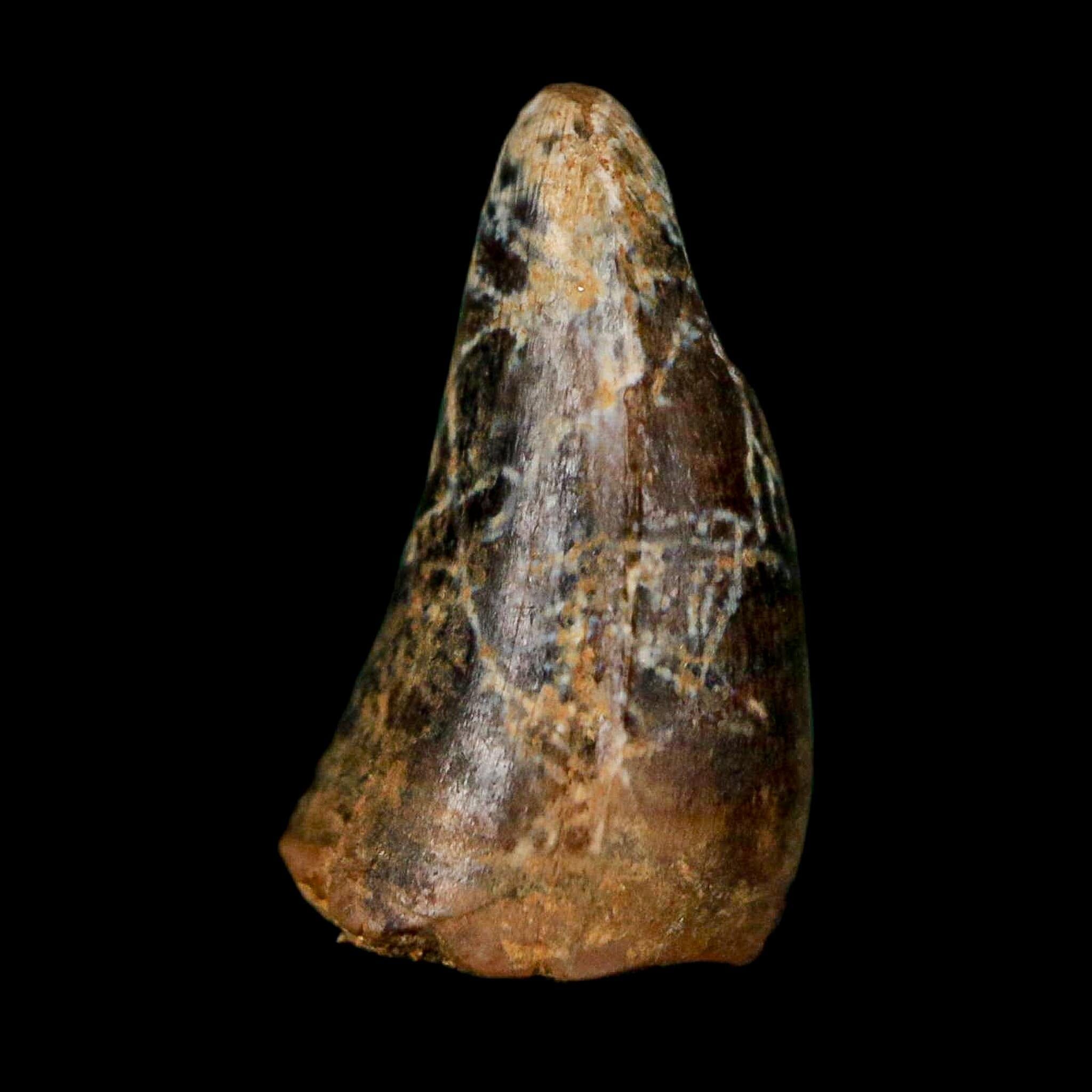 0.6 Crocodile Borealosuchus Fossil Tooth Judith River FM Montana COA Display - Fossil Age Minerals