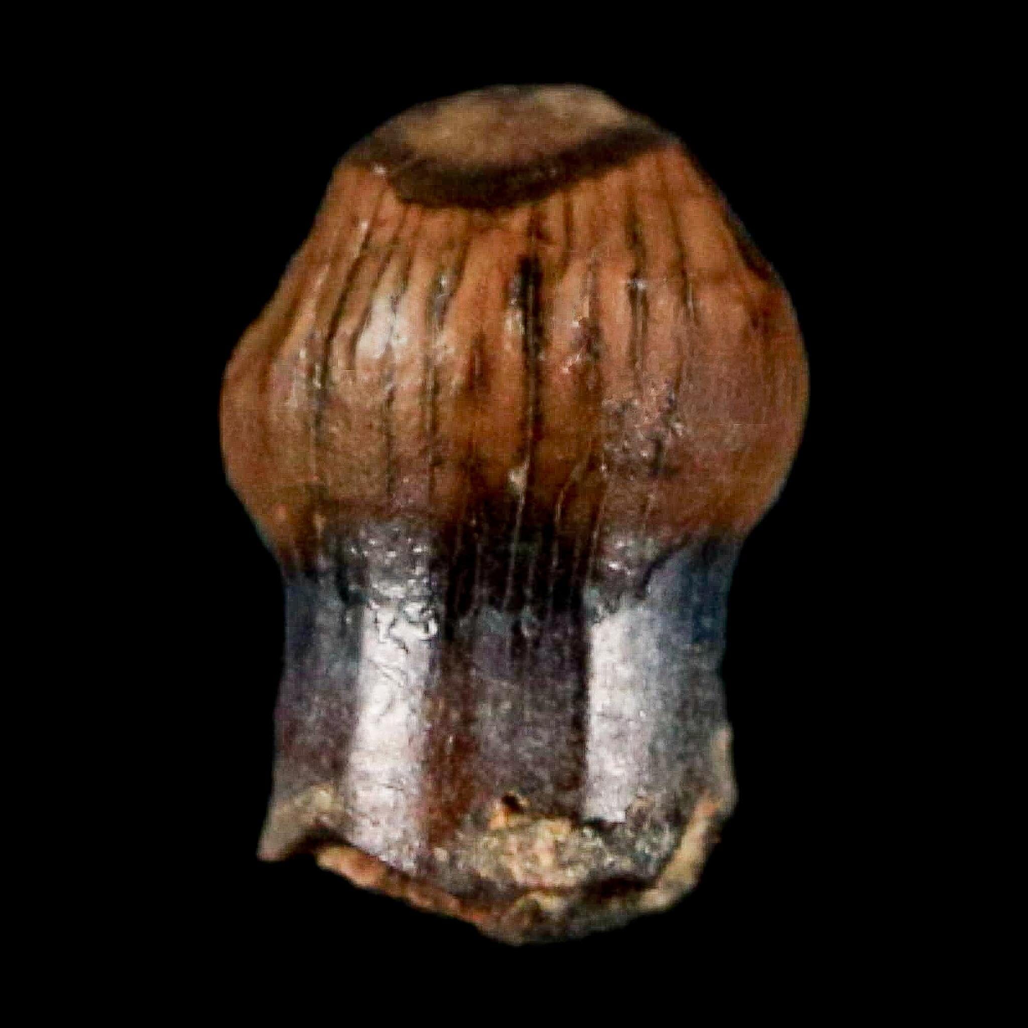 0.3" Pachycephalosaurus Dinosaur Fossil Tooth Judith River FM Montana COA Display - Fossil Age Minerals