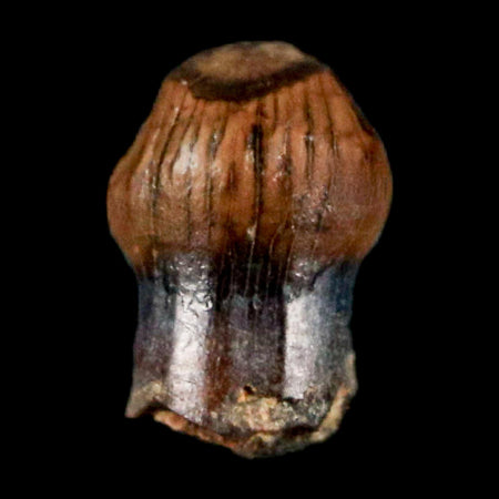 0.3" Pachycephalosaurus Dinosaur Fossil Tooth Judith River FM Montana COA Display