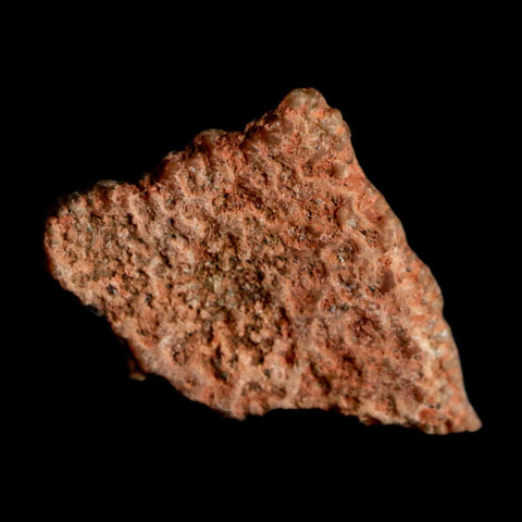 0.4" Megaloolithus Titanosaur Dinosaur Fossil Egg Shell Bouches Du Rhone France Display