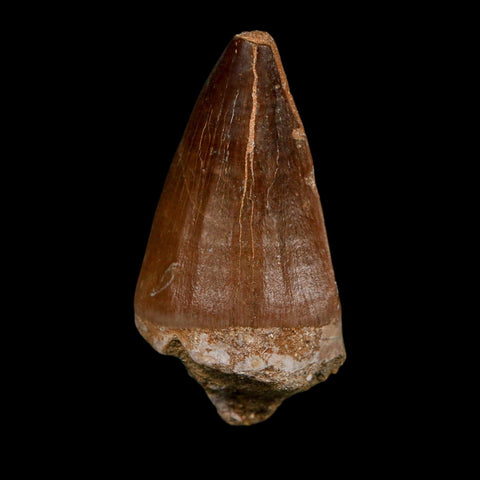 XL 2.3" Mosasaur Prognathodon Fossil Tooth Cretaceous Dinosaur Era COA Stand