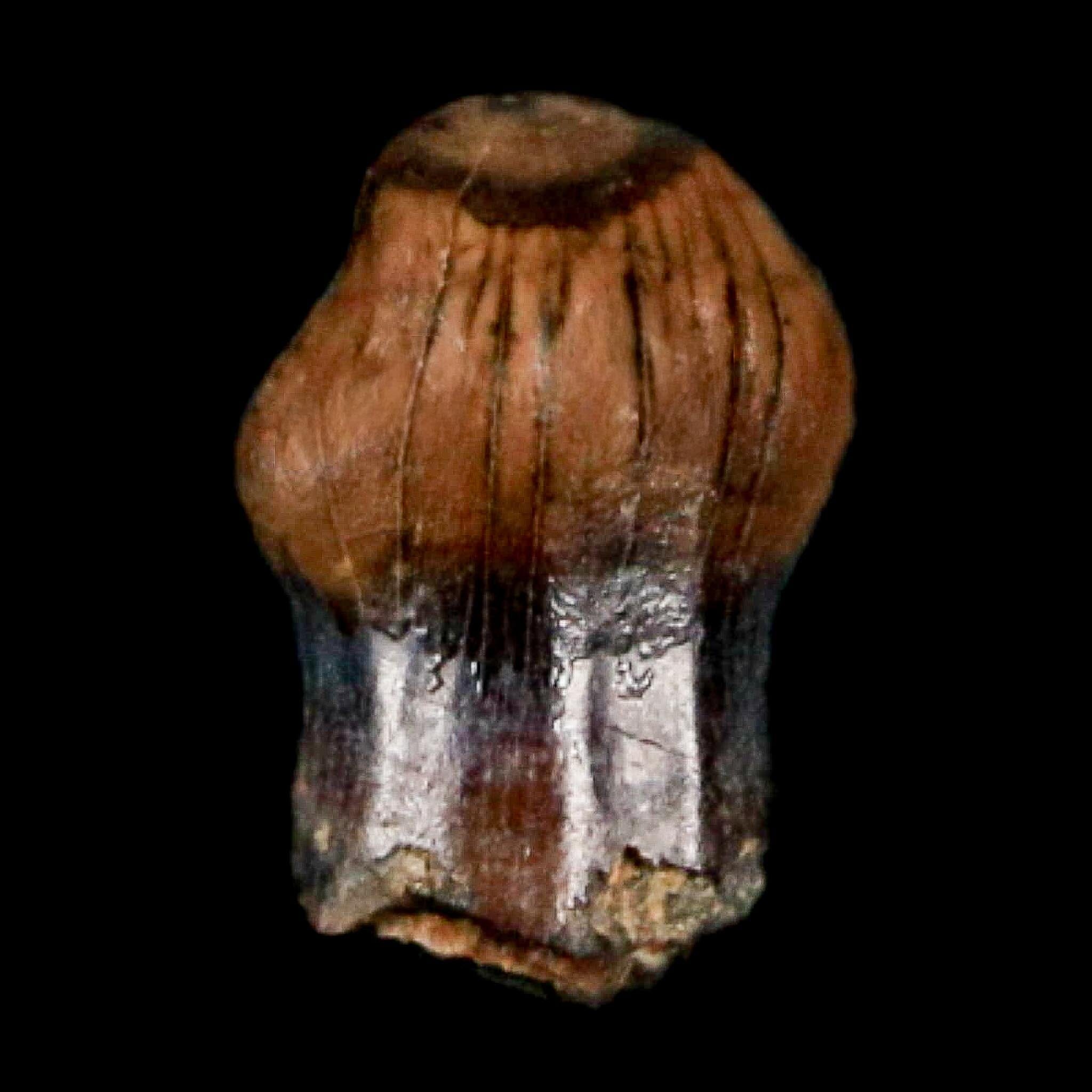 0.3" Pachycephalosaurus Dinosaur Fossil Tooth Judith River FM Montana COA Display - Fossil Age Minerals