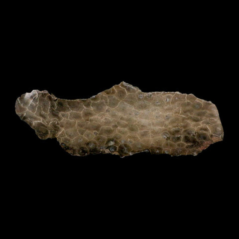 5.9" Polished Slab Petoskey Stone Hexagonaria Coral Fossil Devonian Age Michigan - Fossil Age Minerals