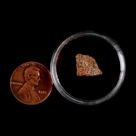 0.4" Megaloolithus Titanosaur Dinosaur Fossil Egg Shell Bouches Du Rhone France Display