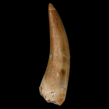1.8" Plesiosaur Zarafasaura Tooth Fossil Cretaceous Dinosaur Era COA, Stand