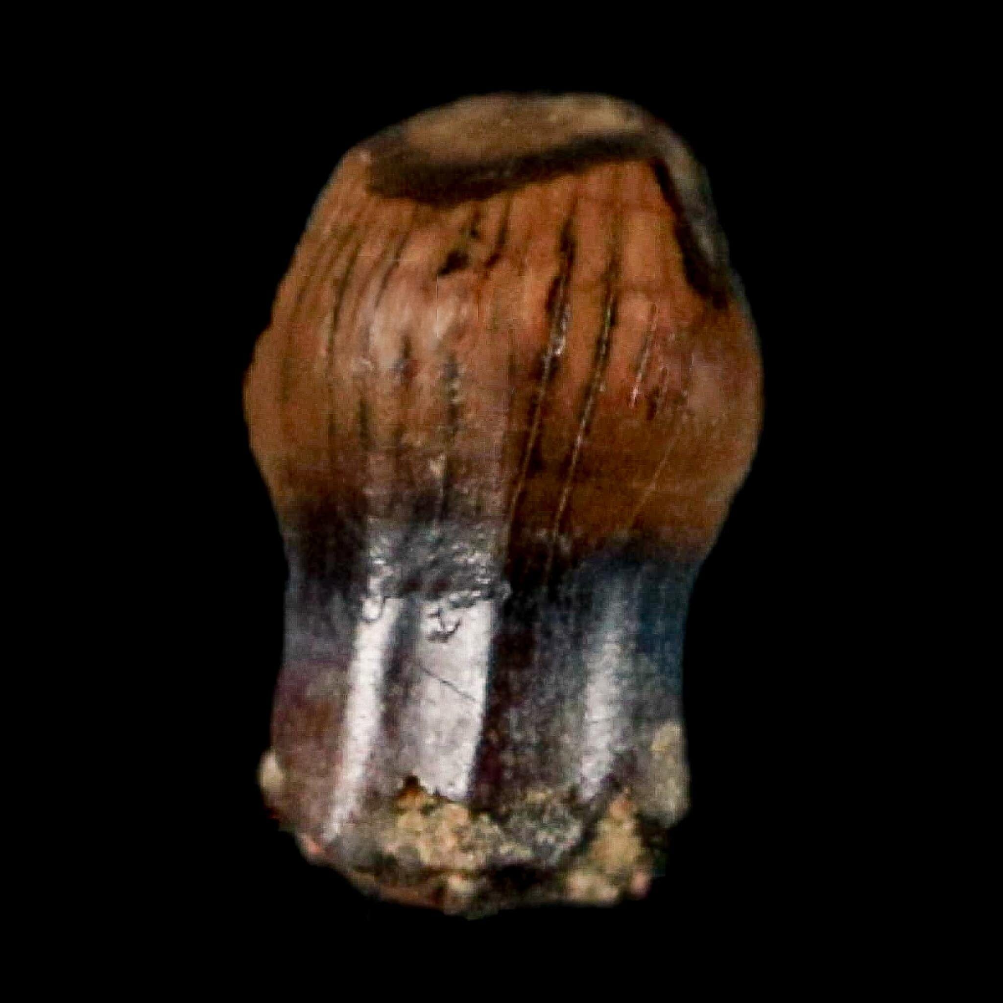 0.3" Pachycephalosaurus Dinosaur Fossil Tooth Judith River FM Montana COA Display - Fossil Age Minerals