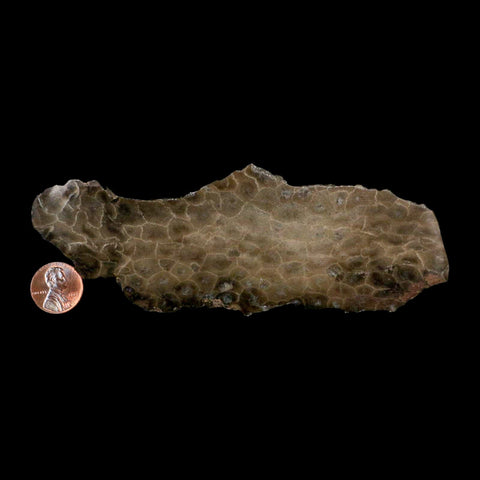 5.9" Polished Slab Petoskey Stone Hexagonaria Coral Fossil Devonian Age Michigan - Fossil Age Minerals