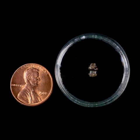 0.3" Pachycephalosaurus Dinosaur Fossil Tooth Judith River FM Montana COA Display